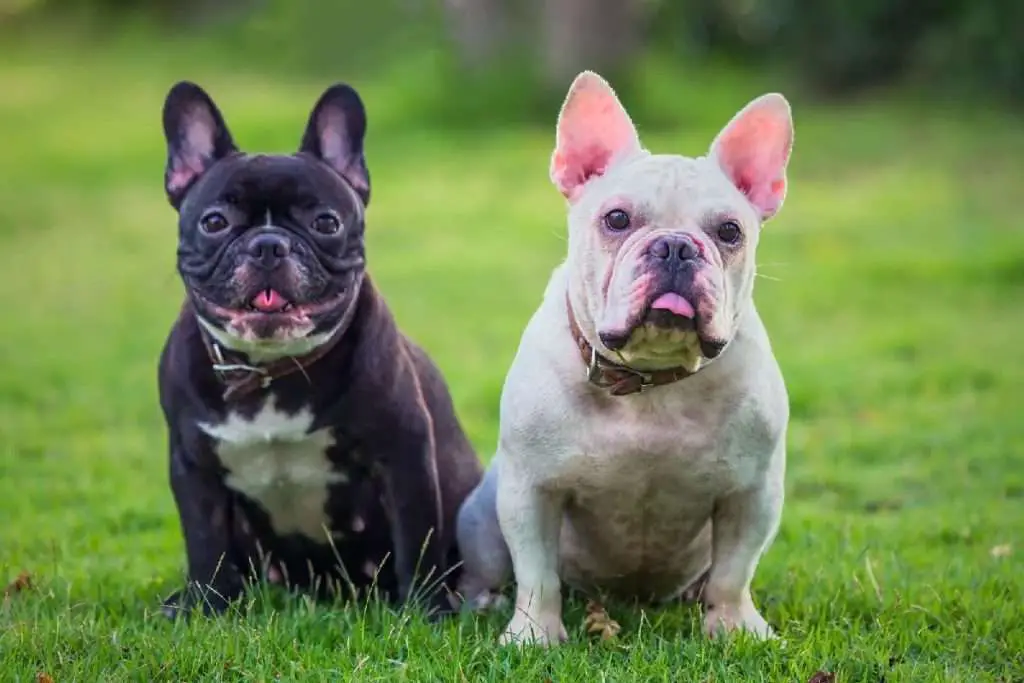 french bulldog restless
