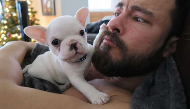 french bulldog restless