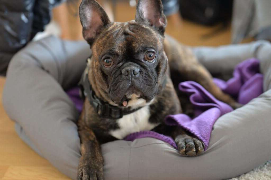 french bulldog restless