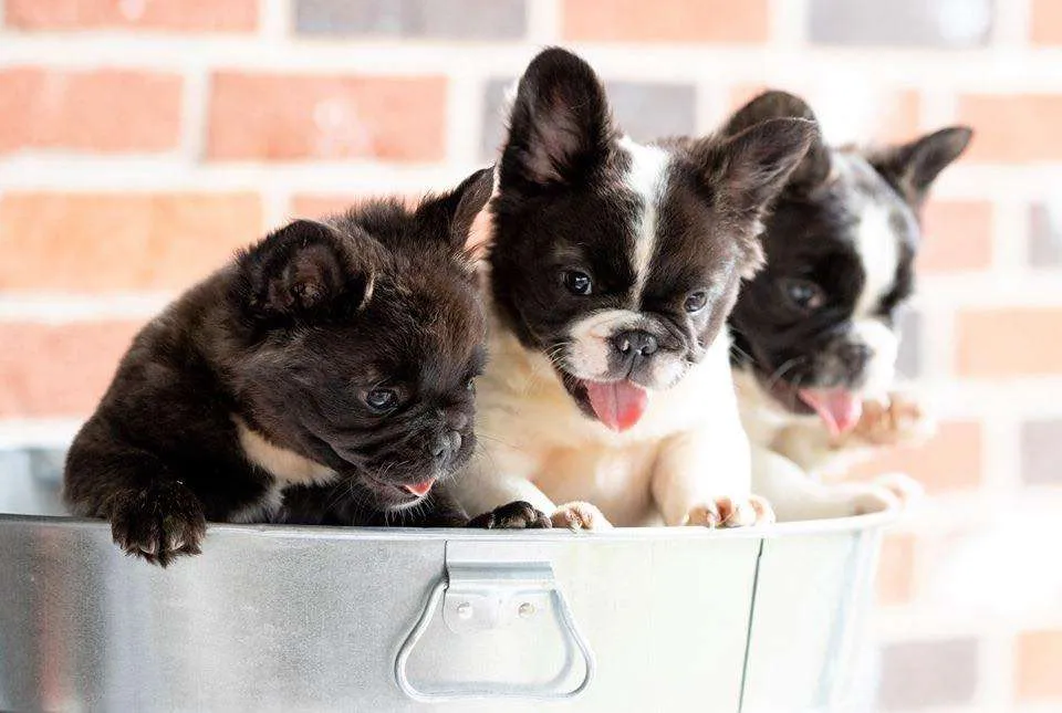 Fluffy French Bulldog Price