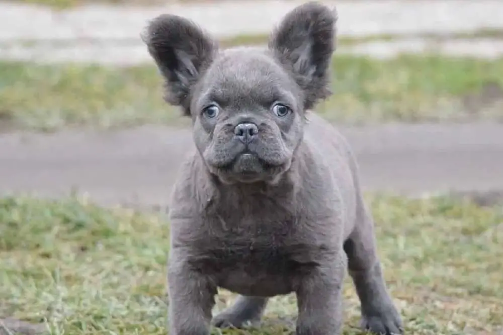 How Long Do Fluffy Frenchies Live