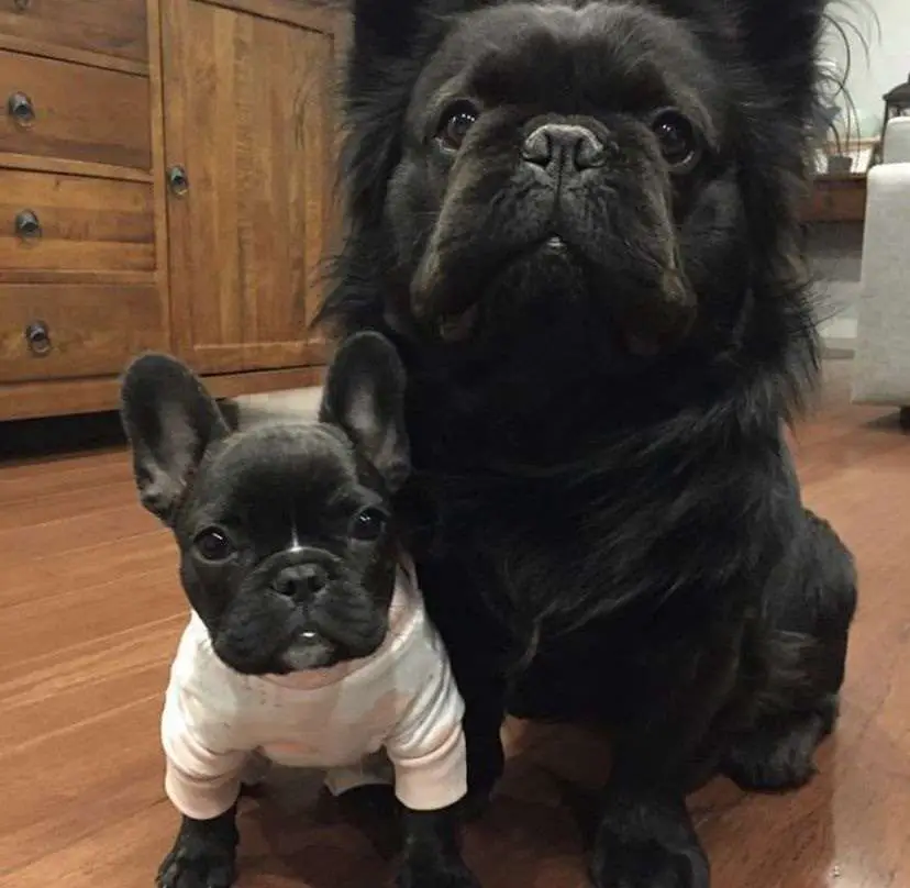 How Rare Is a Fluffy Frenchie