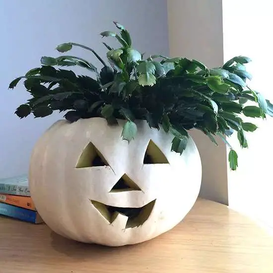 Nature-inspired Pumpkin