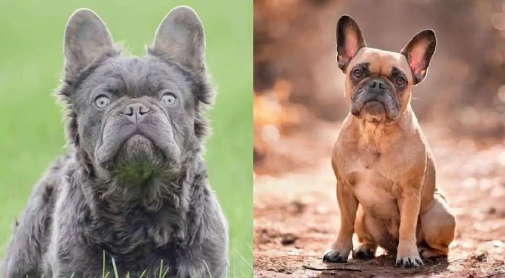 The Difference Between a Fluffy Frenchie and a Regular Frenchie