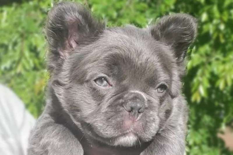 The Main Characteristics of Fluffy Frenchies