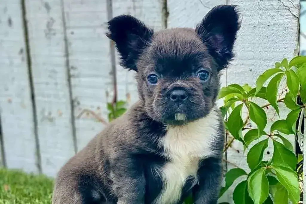 What Makes Fluffy Frenchies So Rare