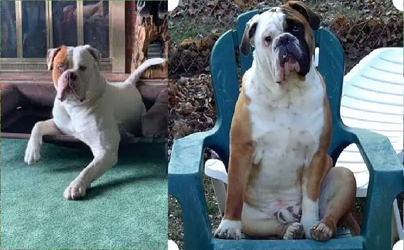 Why Do American Bulldogs Sit Funny