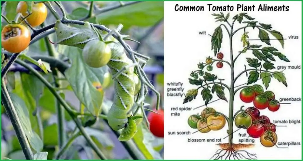 Cherry Tomato Pest and Disease Management