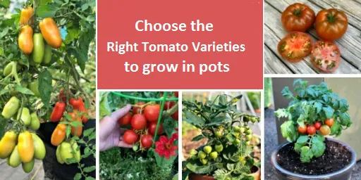 Choose the Right Tomato Varieties to grow in pots