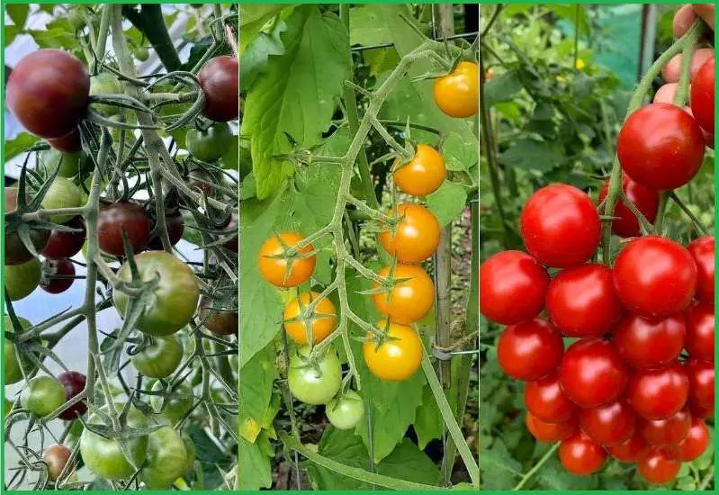 Choosing the Right Cherry Tomato Varieties