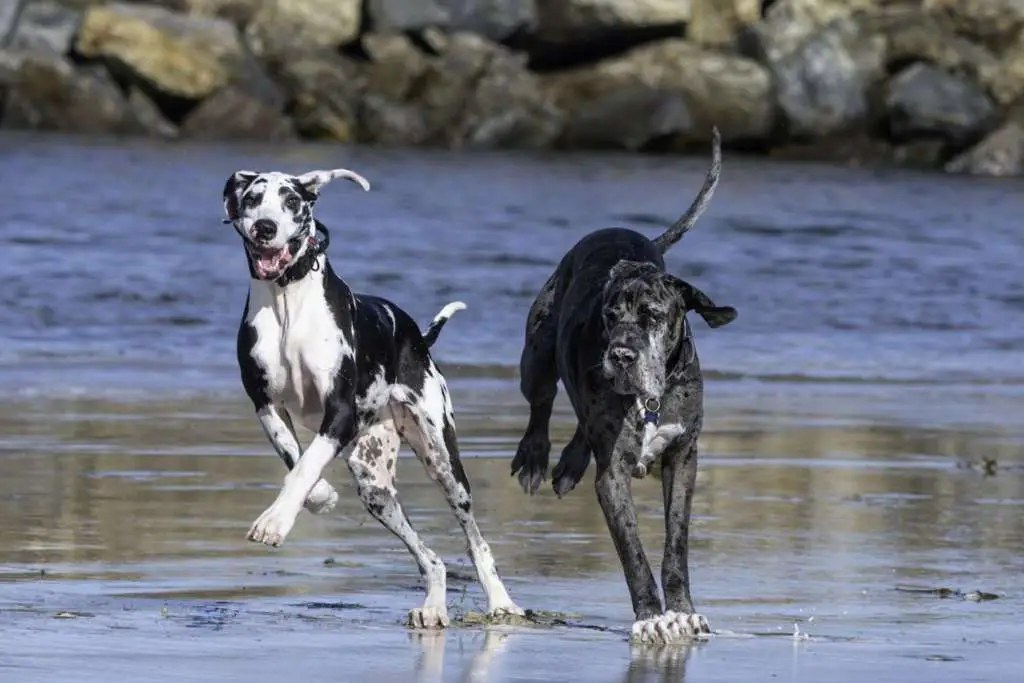 Daily Exercise Requirements for Great Danes
