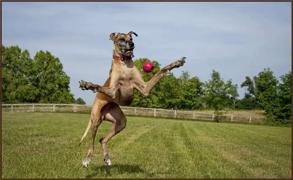 Exercise for Fawn Great Danes