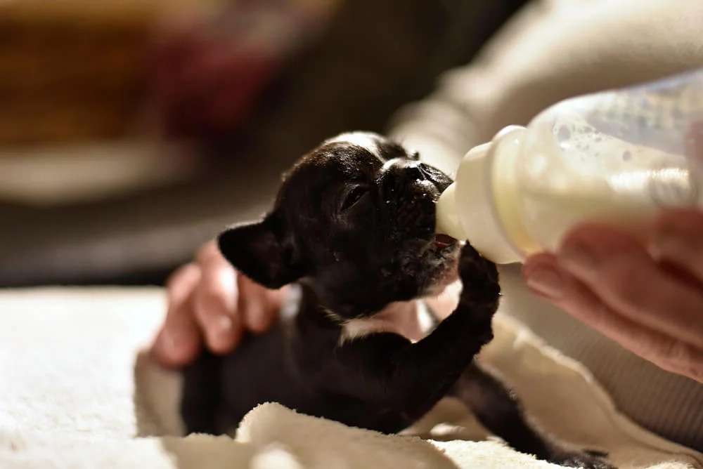 Feeding and Nutrition For Your Frenchie