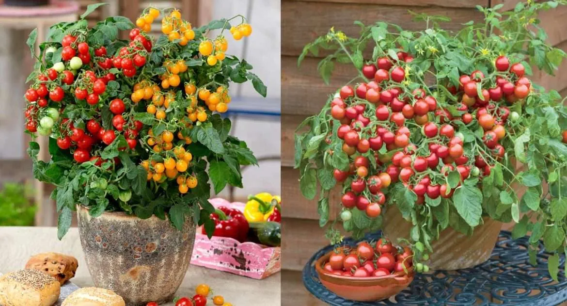 Growing Cherry Tomatoes at Home in Containers ShutterBulky