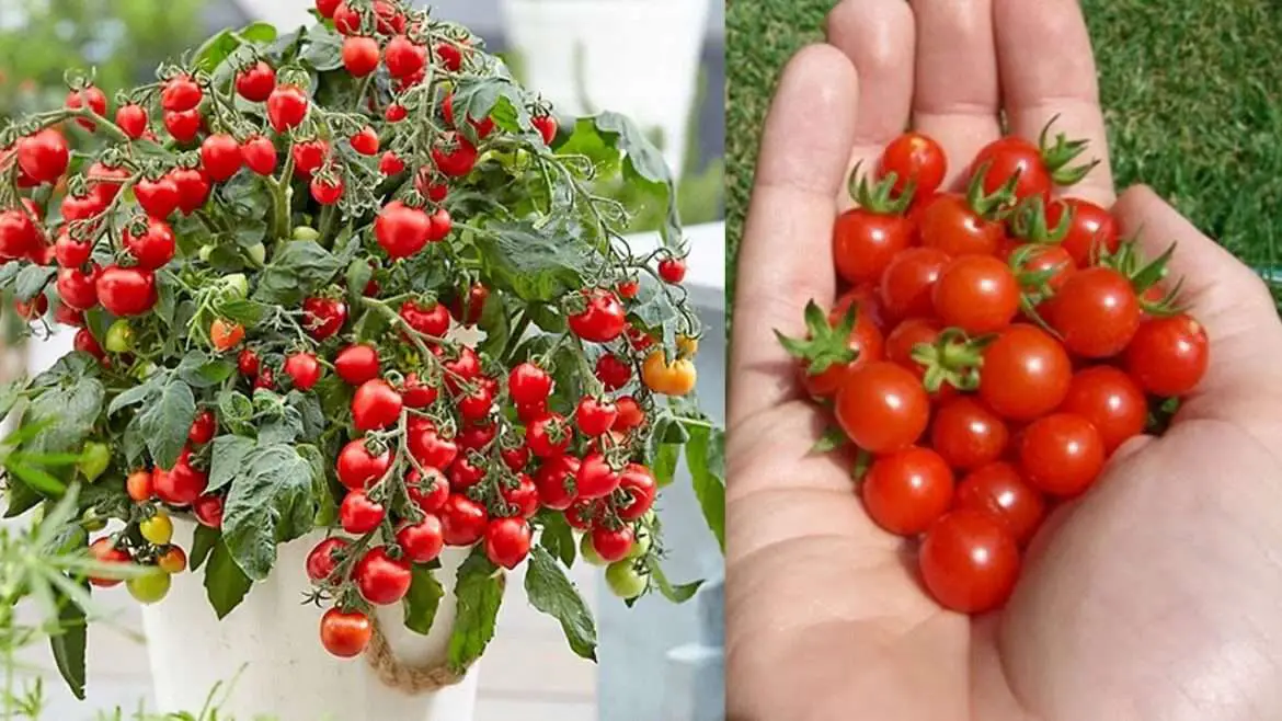 Growing Cherry Tomatoes in Pots ShutterBulky