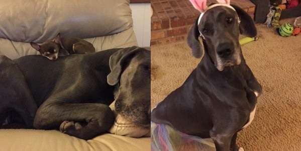 Happy Great Dane Adoption Stories