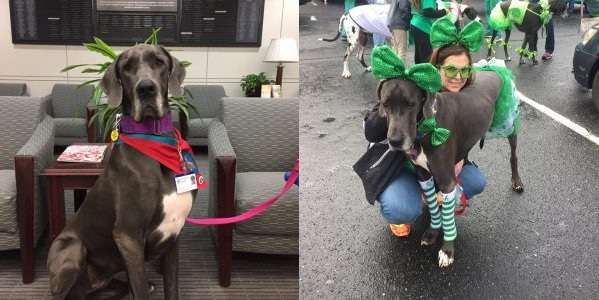 Happy Great Dane Adoption Stories