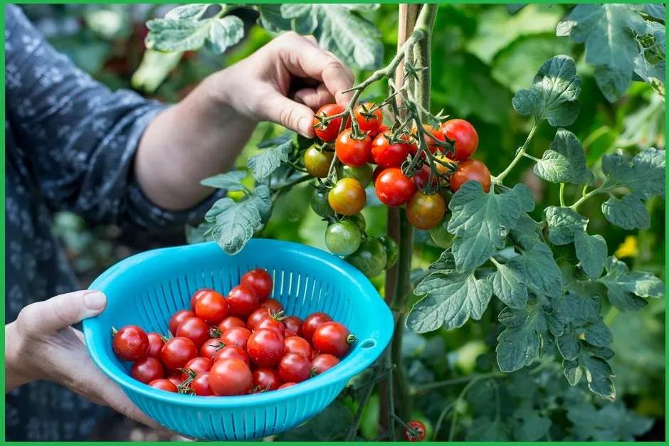 Harvesting Cherry Tomatoes