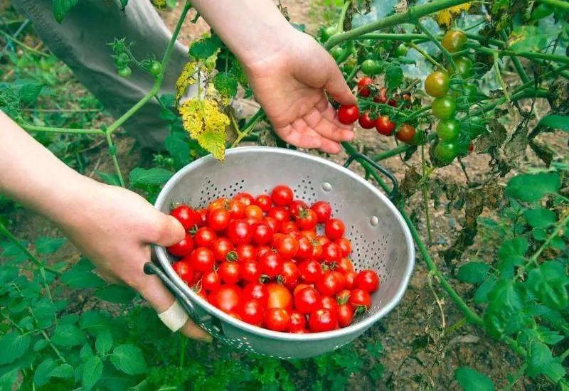 Harvesting cherry tomatoes