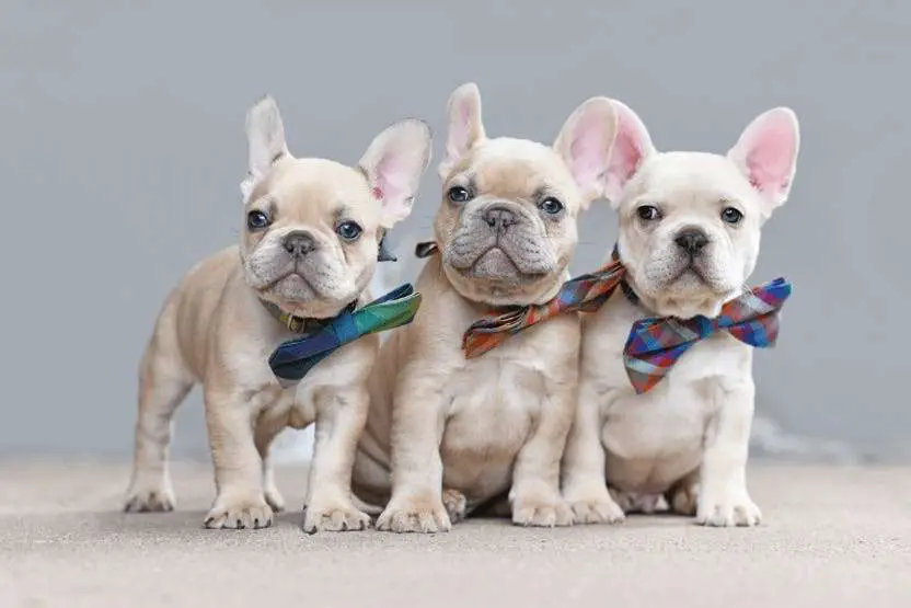 Health Considerations for French Bulldog Puppy