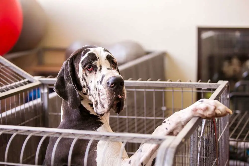 How to Prepare Your Home for a Great Dane