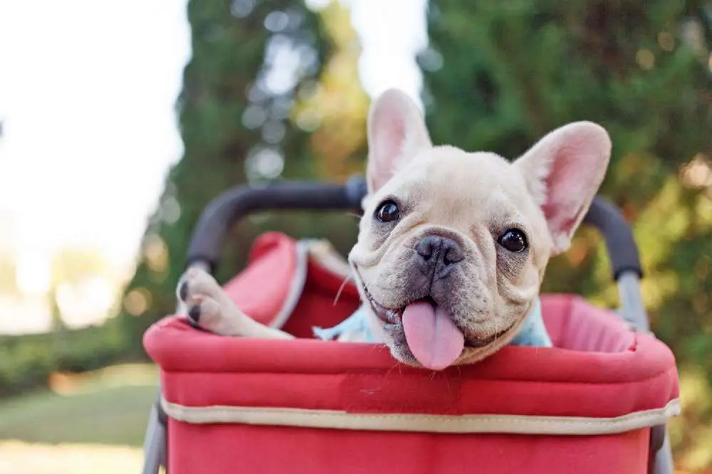 Keeping Your Frenchie Looking and Feeling Great