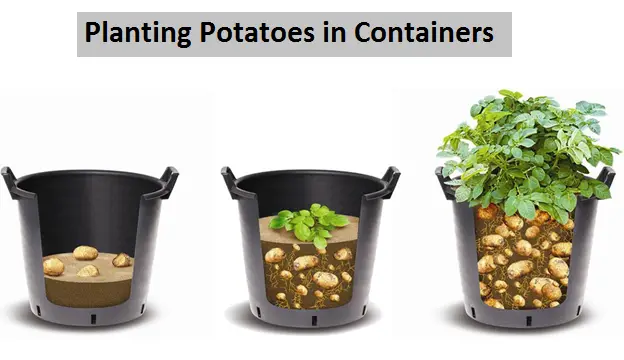 Planting Potatoes in Containers
