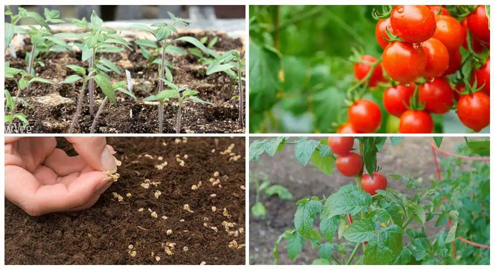 Planting your cherry tomato seedlings