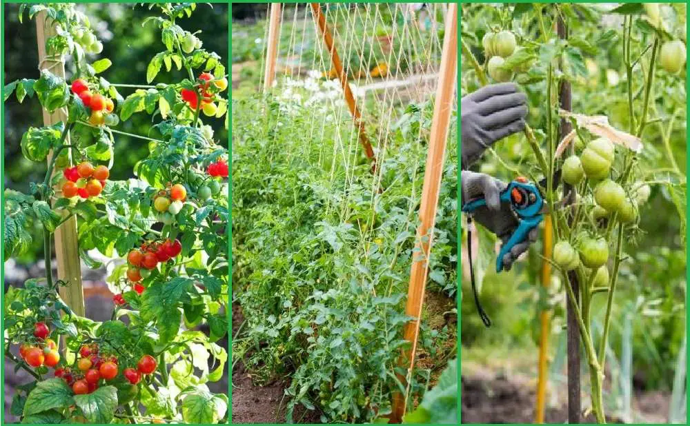 Pruning and Support for Cherry Tomato