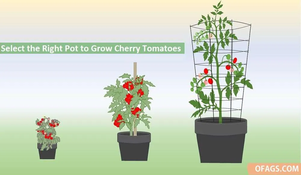 Select the Right Pot to Grow Cherry Tomatoes