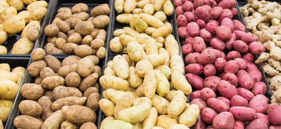Selecting Potato Varieties