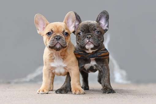 Temperament and Personality Traits of Frenchie