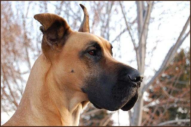 Varieties of Fawn Great Danes