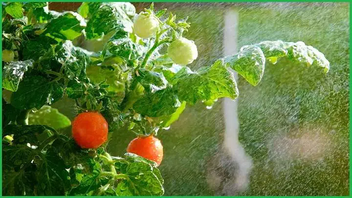 Watering and Fertilizing Cherry Tomato