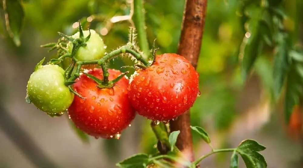 Watering guidelines to cherry tomato