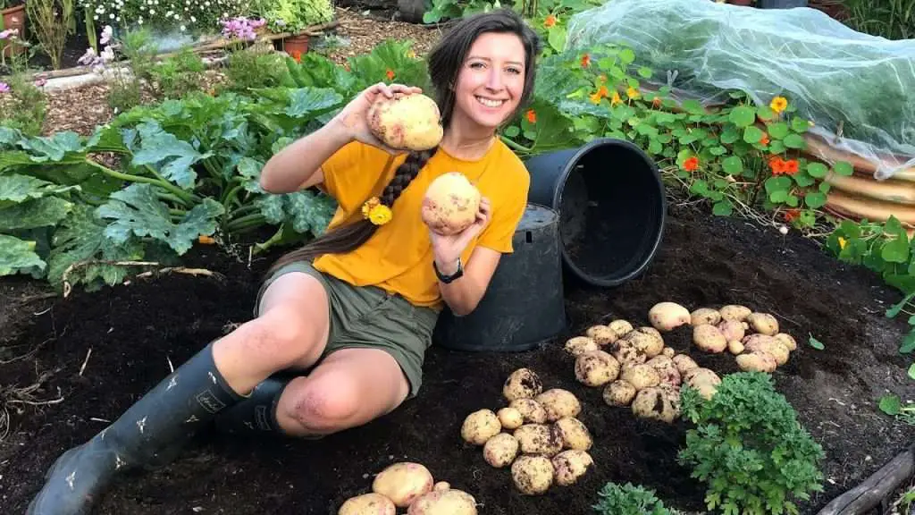 Why Grow Potatoes in Containers