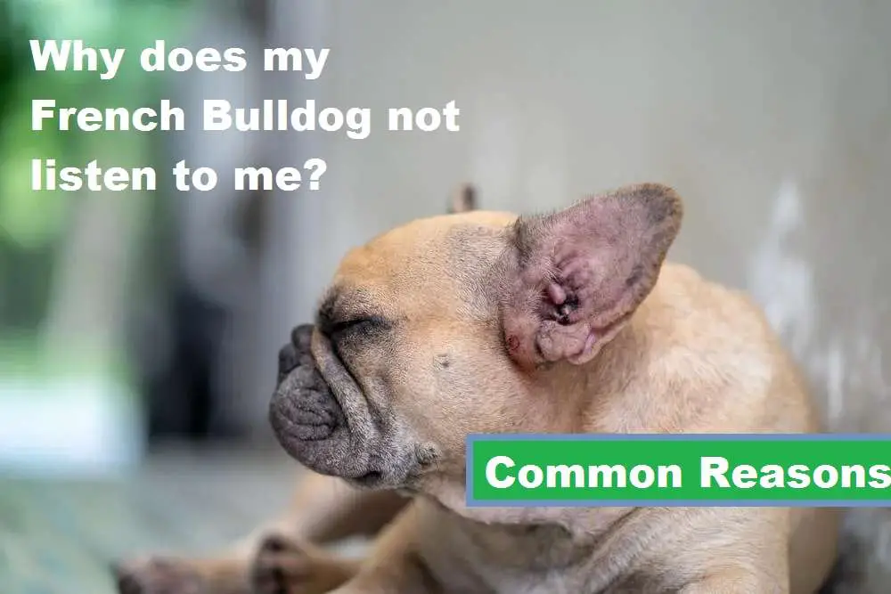 Why does my French Bulldog not listen to me - common reasons