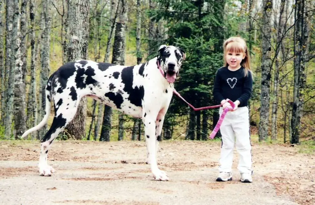 World's tallest dog breed Great Dane