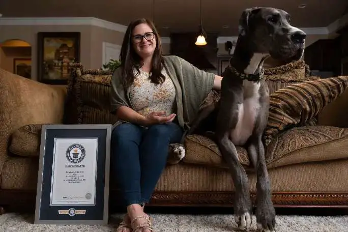 World's tallest dog confirmed as Zeus the Great Dane