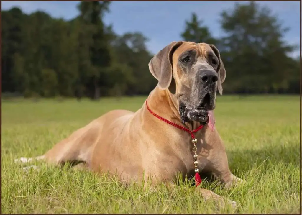 caring of Fawn Great Danes