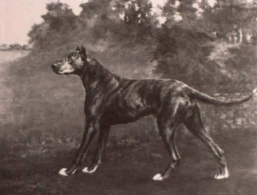 great dane legacy