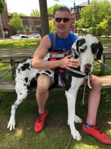 great dane service Dog