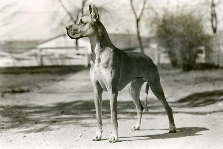 history of great danes