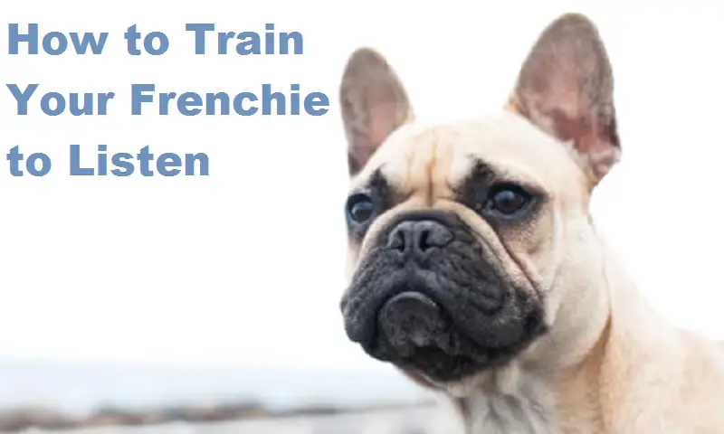 how to train your frenchie to listen