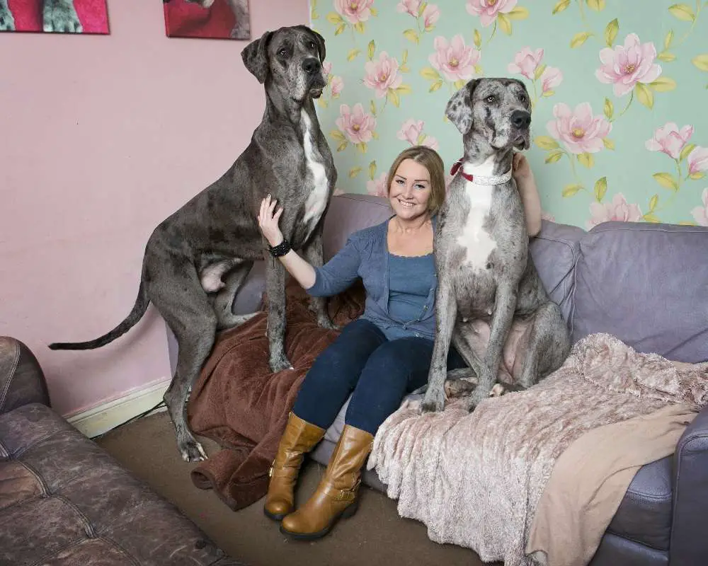 inspiring stories about great danes