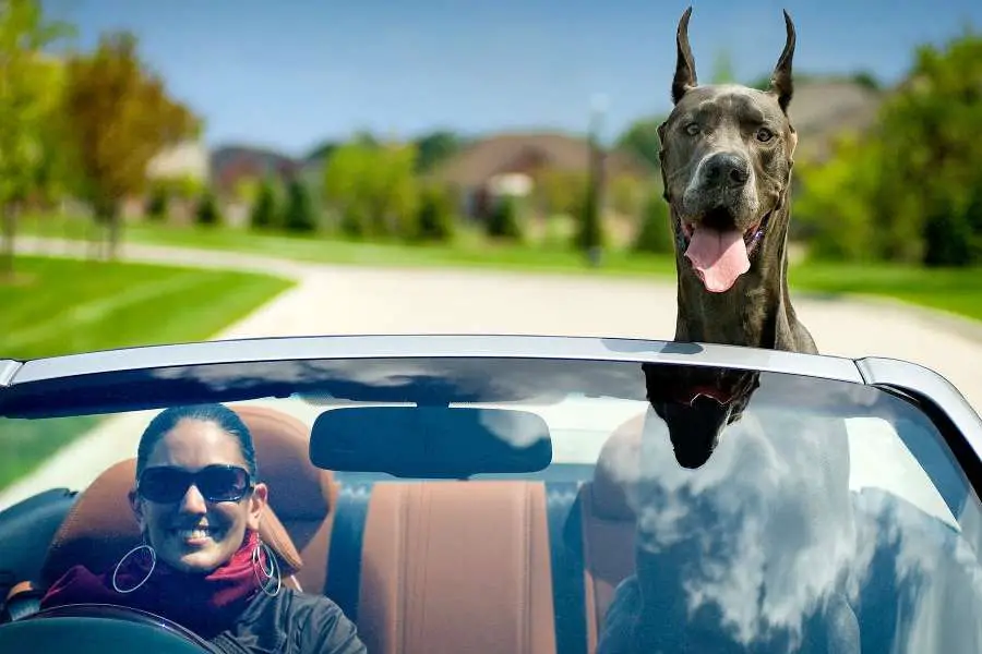 road tripping with your great dane