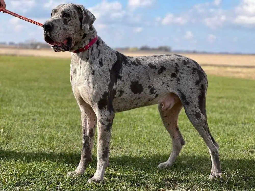 Appearance and Characteristics of Merle Great Danes
