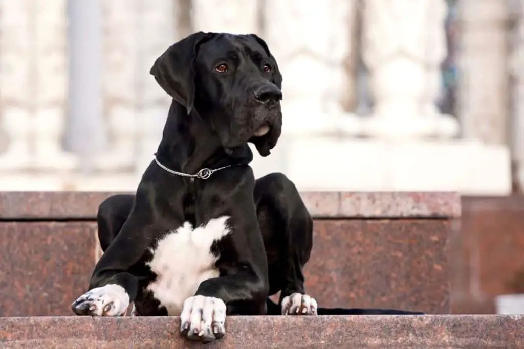 Black Great Dane Grooming and Maintenance