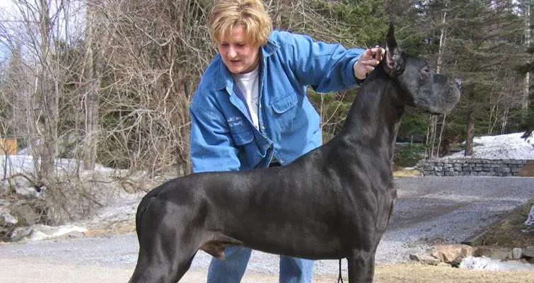 Black Great Dane Training and Obedience