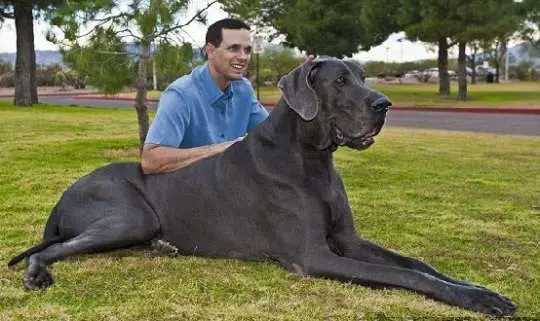 Blue Great Dane Care and Maintenance